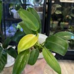 Philodendron Whipple Way ekstremalnie rzadka roślina kolekcjonerska o wydłużonych lancetowatych liściach w kolorze niemal czystej bieli z delikatnym zielonym nakropieniem i variegacją Variegarden.