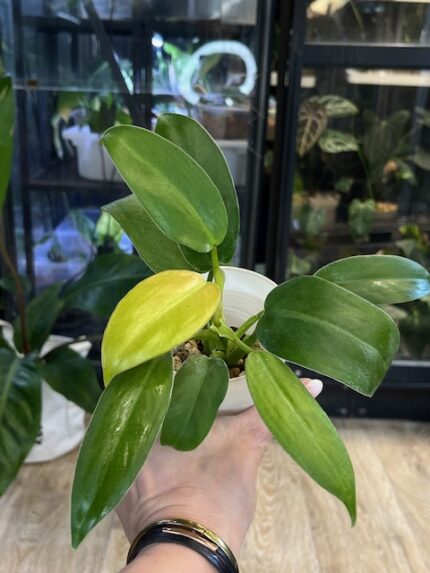 Philodendron Whipple Way ekstremalnie rzadka roślina kolekcjonerska o wydłużonych lancetowatych liściach w kolorze niemal czystej bieli z delikatnym zielonym nakropieniem i variegacją Variegarden.