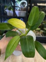 Philodendron Whipple Way #1 - obrazek 2