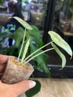 Alocasia Silver Dragon aurea variegata #1 - obrazek 5