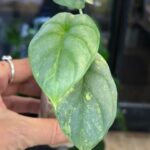 Alocasia Silver Dragon aurea variegata, ekstremalnie rzadka roślina kolekcjonerska o srebrzystych liściach z intensywną żółtą variegacją, luksusowa alokazja typu Jewel, Variegarden.