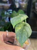 Alocasia Silver Dragon aurea variegata #1 - obrazek 4