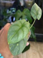 Alocasia Silver Dragon aurea variegata #1 - obrazek 3
