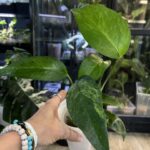 Epipremnum pinnatum mint #5