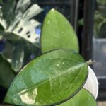 Hoya KSB 01