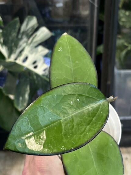 Hoya KSB 01