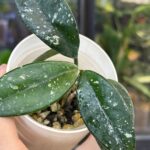 Hoya carnosa 'Wilbur Graves', niezwykle rzadka roślina kolekcjonerska o liściach niemal całkowicie pokrytych srebrnym splashem, luksusowa hoja woskowa, Variegarden.