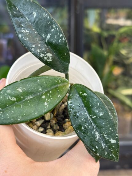 Hoya carnosa 'Wilbur Graves', niezwykle rzadka roślina kolekcjonerska o liściach niemal całkowicie pokrytych srebrnym splashem, luksusowa hoja woskowa, Variegarden.