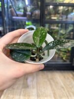 Hoya carnosa 'Wilbur Graves' #5 - obrazek 3