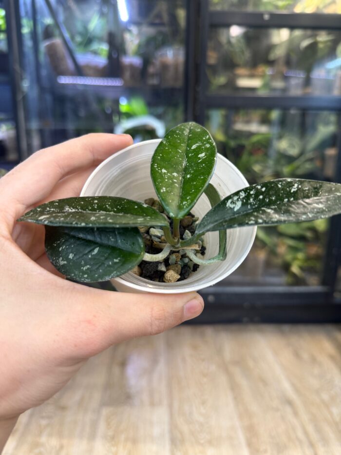 Hoya carnosa 'Wilbur Graves' #5 - obrazek 3