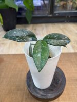 Hoya carnosa 'Wilbur Graves' #5 - obrazek 5