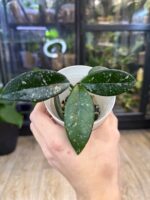 Hoya carnosa 'Wilbur Graves' #5 - obrazek 4