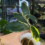 Hoya acuta albomarginata