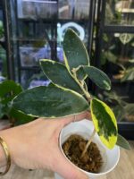 Hoya acuta albomarginata