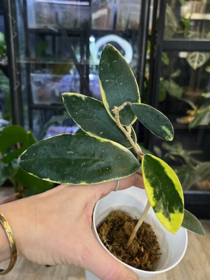 Hoya acuta albomarginata