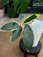 Hoya acuta albomarginata #1 - obrazek 3