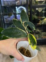 Hoya acuta albomarginata #1 - obrazek 4