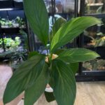 Spahthiphyllum sensation yellow variegata aurea