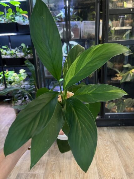 Spahthiphyllum sensation yellow variegata aurea