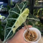 Alocasia polly pink variegata
