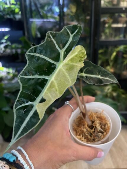 Alocasia polly pink variegata