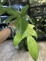 Philodendron Florida Variegata / mutacja #3