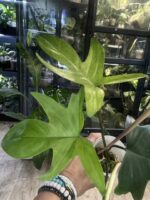 Philodendron Florida Variegata / mutacja #3 - obrazek 3