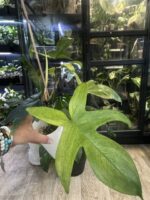 Philodendron Florida Variegata / mutacja #3 - obrazek 4