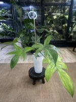Philodendron Florida Variegata / mutacja #3 - obrazek 5