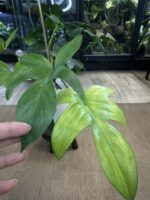 Philodendron Florida Variegata / mutacja #3 - obrazek 6