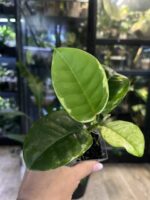 Hoya australis peridot #5 - obrazek 3