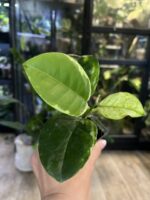 Hoya australis peridot #5 - obrazek 4