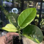 Hoya australis Peridot jasne limonkowe liście na gęstym pnączu z białymi kwiatami rzadka woskownica kolekcjonerska sklep Variegarden alt tag