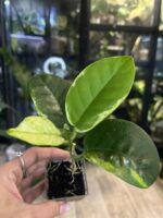 Hoya australis Peridot jasne limonkowe liście na gęstym pnączu z białymi kwiatami rzadka woskownica kolekcjonerska sklep Variegarden alt tag