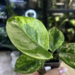 Hoya australis Peridot jasne limonkowe liście na gęstym pnączu z białymi kwiatami rzadka woskownica kolekcjonerska sklep Variegarden alt tag