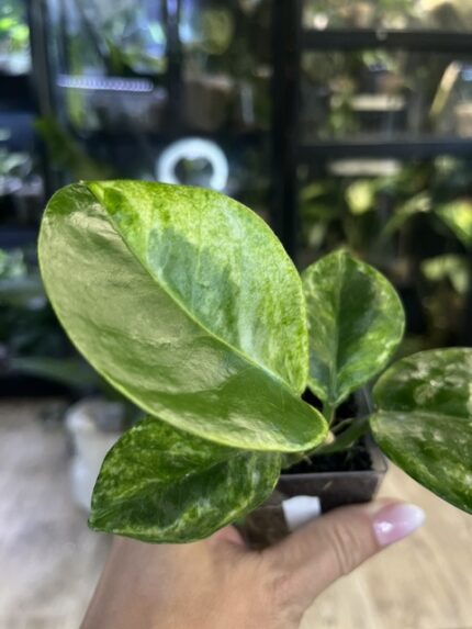 Hoya australis Peridot jasne limonkowe liście na gęstym pnączu z białymi kwiatami rzadka woskownica kolekcjonerska sklep Variegarden alt tag