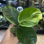 Hoya australis Peridot jasne limonkowe liście na gęstym pnączu z białymi kwiatami rzadka woskownica kolekcjonerska sklep Variegarden alt tag