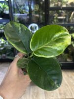 Hoya australis Peridot jasne limonkowe liście na gęstym pnączu z białymi kwiatami rzadka woskownica kolekcjonerska sklep Variegarden alt tag