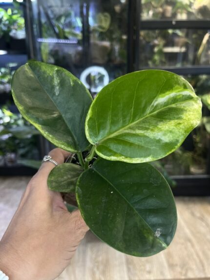 Hoya australis Peridot jasne limonkowe liście na gęstym pnączu z białymi kwiatami rzadka woskownica kolekcjonerska sklep Variegarden alt tag