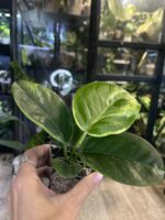 Hoya australis peridot #8 - obrazek 4