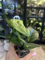 Hoya australis peridot #8 - obrazek 3