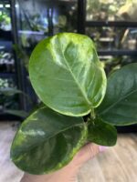 Hoya australis peridot #8 - obrazek 2
