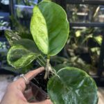 Hoya australis Peridot jasne limonkowe liście na gęstym pnączu z białymi kwiatami rzadka woskownica kolekcjonerska sklep Variegarden alt tag