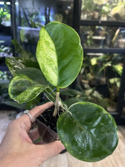 Hoya australis Peridot jasne limonkowe liście na gęstym pnączu z białymi kwiatami rzadka woskownica kolekcjonerska sklep Variegarden alt tag