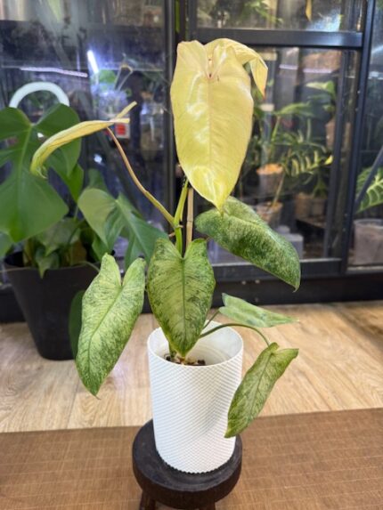 Philodendron Paraiso Verde albo