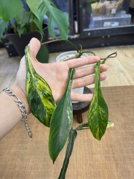 Philodendron Joepii variegata