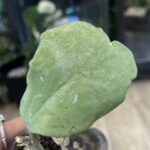 Hoya Kerrii Silver
