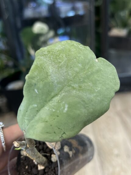 Hoya Kerrii Silver