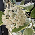Hoya acuta albomarginata #1 - obrazek 2