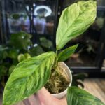Rhaphidophora foraminifera variegata liście z fenestracjami przy nerwie głównym i białą variegacją rzadka roślina kolekcjonerska sklep Variegarden alt tag